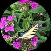 lana_orloff